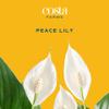 Costa Farms Spathiphyllum Peace Lily Live Indoor Plant, 3-Foot view 3
