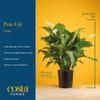 Costa Farms Spathiphyllum Peace Lily Live Indoor Plant, 3-Foot view 4