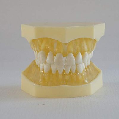 28 Teeth Removable Standard Dental Model (Removable Standard Dental Model (28pcs Teeth,Soft Gum))