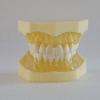 28 Teeth Removable Standard Dental Model (Removable Standard Dental Model (28pcs Teeth,Soft Gum)) view 1