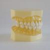 28 Teeth Removable Standard Dental Model (Removable Standard Dental Model (28pcs Teeth,Soft Gum)) view 2
