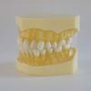28 Teeth Removable Standard Dental Model (Removable Standard Dental Model (28pcs Teeth,Soft Gum)) view 3