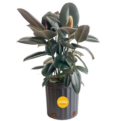 Costa Farms Burgundy Rubber Plant, Live Indoor Ficus Elastica Tree, Live Indoors Houseplant in Nursery Pot, Potting Soil Mix, Gift for Housewarming New House, Home or Office Decor, 2-3 Feet Tall