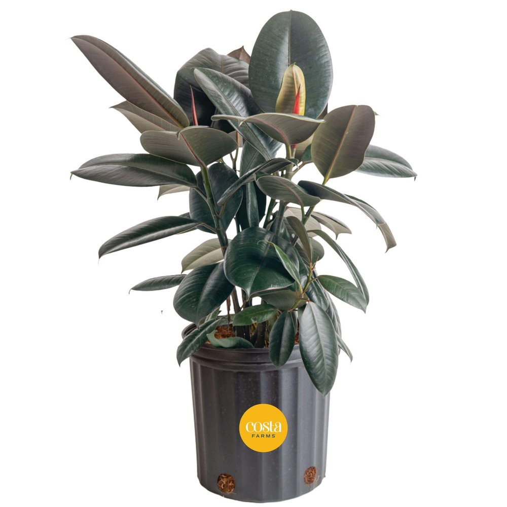 Costa Farms Burgundy Rubber Plant, Live Indoor Ficus Elastica Tree, Live Indoors Houseplant in Nursery Pot, Potting Soil Mix, Gift for Housewarming New House, Home or Office Decor, 2-3 Feet Tall