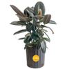 Costa Farms Burgundy Rubber Plant, Live Indoor Ficus Elastica Tree, Live Indoors Houseplant in Nursery Pot, Potting Soil Mix, Gift for Housewarming New House, Home or Office Decor, 2-3 Feet Tall view 1