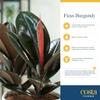 Costa Farms Burgundy Rubber Plant, Live Indoor Ficus Elastica Tree, Live Indoors Houseplant in Nursery Pot, Potting Soil Mix, Gift for Housewarming New House, Home or Office Decor, 2-3 Feet Tall view 3