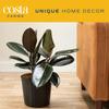 Costa Farms Burgundy Rubber Plant, Live Indoor Ficus Elastica Tree, Live Indoors Houseplant in Nursery Pot, Potting Soil Mix, Gift for Housewarming New House, Home or Office Decor, 2-3 Feet Tall view 4