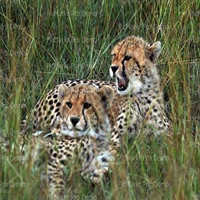 1/4 Sheet - African Cheetah Cubs Birthday - D21359 - 2D Edible Cake/Cupcake Party Topper
