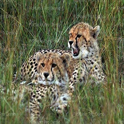 1/4 Sheet - African Cheetah Cubs Birthday - D21359 - 2D Edible Cake/Cupcake Party Topper