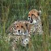 1/4 Sheet - African Cheetah Cubs Birthday - D21359 - 2D Edible Cake/Cupcake Party Topper view 1
