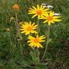 Arnica Flowers Dried | 6oz | salves ointment | Heterotheca inuloides | The Bloomin Herb Shoppe | Bulk view 4