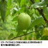 Grannick's Bitter Apple view 3