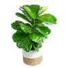 Costa Farms Fiddle Leaf Fig, Live Indoor Ficus Lyrata House Plant Potted in Modern Decor Planter, Floor Plant in Potting Soil Mix, Housewarming Gift, Room, Home, Office Decor, 2-3 Feet Tall view 1