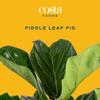 Costa Farms Fiddle Leaf Fig, Live Indoor Ficus Lyrata House Plant Potted in Modern Decor Planter, Floor Plant in Potting Soil Mix, Housewarming Gift, Room, Home, Office Decor, 2-3 Feet Tall view 2