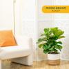 Costa Farms Fiddle Leaf Fig, Live Indoor Ficus Lyrata House Plant Potted in Modern Decor Planter, Floor Plant in Potting Soil Mix, Housewarming Gift, Room, Home, Office Decor, 2-3 Feet Tall view 3