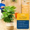 Costa Farms Fiddle Leaf Fig, Live Indoor Ficus Lyrata House Plant Potted in Modern Decor Planter, Floor Plant in Potting Soil Mix, Housewarming Gift, Room, Home, Office Decor, 2-3 Feet Tall view 4