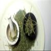 Ancient Indian Ayurvedic Herb Swertia,Chirayata, chirata from Sanaa Zesty (4) view 4