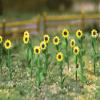 Bachmann 32506 Sunflowers - 1" Tall (16/Pk) view 1