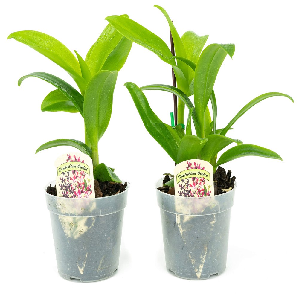 2 Live Orchid Plants | Dendrobium Orchids | Real Houseplants in Potting Soil Mix with Orchid Pots | Flowering Plants | Decorative Flowers Orchid Mix | by Plants for Pets, Green