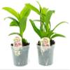 2 Live Orchid Plants | Dendrobium Orchids | Real Houseplants in Potting Soil Mix with Orchid Pots | Flowering Plants | Decorative Flowers Orchid Mix | by Plants for Pets, Green view 1