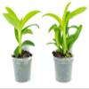 2 Live Orchid Plants | Dendrobium Orchids | Real Houseplants in Potting Soil Mix with Orchid Pots | Flowering Plants | Decorative Flowers Orchid Mix | by Plants for Pets, Green view 2