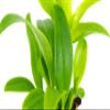 2 Live Orchid Plants | Dendrobium Orchids | Real Houseplants in Potting Soil Mix with Orchid Pots | Flowering Plants | Decorative Flowers Orchid Mix | by Plants for Pets, Green view 3