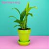 2 Live Orchid Plants | Dendrobium Orchids | Real Houseplants in Potting Soil Mix with Orchid Pots | Flowering Plants | Decorative Flowers Orchid Mix | by Plants for Pets, Green view 4