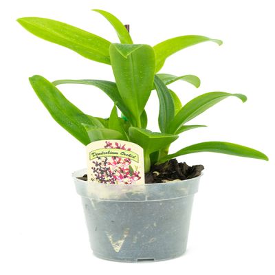 1 Live Orchid Plant | Dendrobium Orchid | Real Houseplant in Potting Soil Mix with Orchid Pot | Orchids | Flowering Plants | Decorative Flowers Orchid Mix | by Plants for Pets, Green