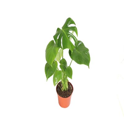 Monstera Split Leaf - 6" from California Tropicals