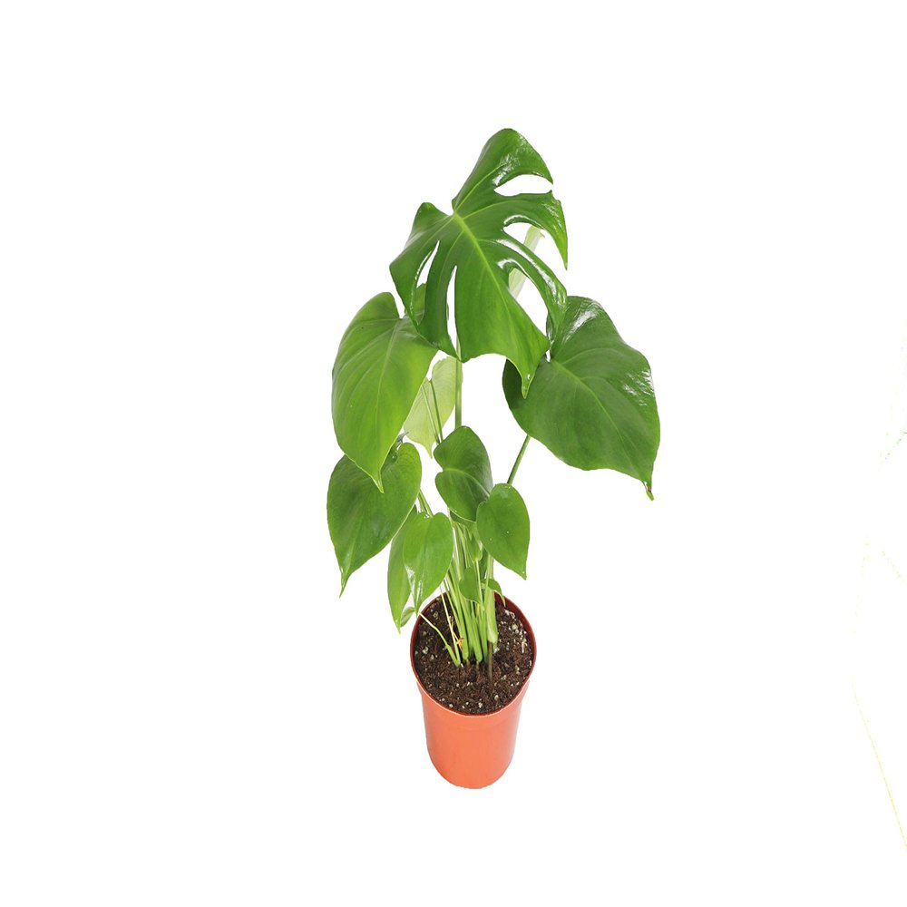 Monstera Split Leaf - 6" from California Tropicals