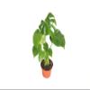 Monstera Split Leaf - 6" from California Tropicals view 1
