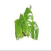 Monstera Split Leaf - 6" from California Tropicals view 2