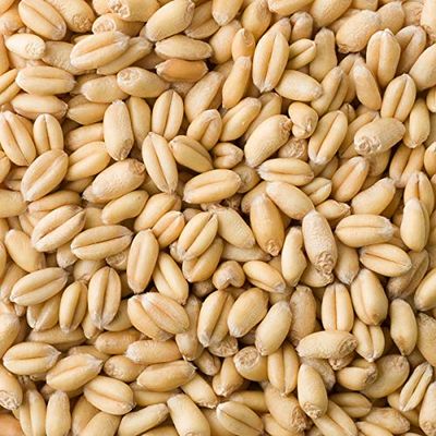 UNMALTED WHEAT 10lb Great Western Malting Uncrushed GW-UMWH-10