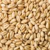 UNMALTED WHEAT 10lb Great Western Malting Uncrushed GW-UMWH-10 view 1