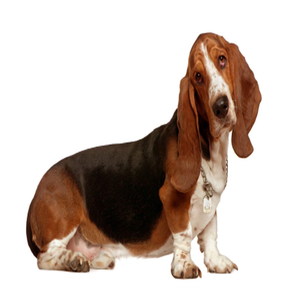 1/4 Sheet - Basset Hound Dog Birthday - D6598 - 2D Edible Cake/Cupcake Party Topper