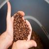 100% KA'U COFFEE WHOLE BEANS (MEDIUM DARK ROAST, 8 OZ) view 2