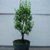 Baby Jade Pre Bonsai view 1