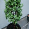 Baby Jade Pre Bonsai view 2