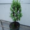 Baby Jade Pre Bonsai view 3