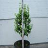 Baby Jade Pre Bonsai view 4