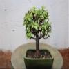 Baby Jade Bonsai Tree view 1