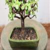 Baby Jade Bonsai Tree view 2