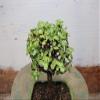 Baby Jade Bonsai Tree view 3