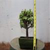 Baby Jade Bonsai Tree view 4