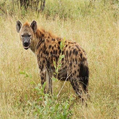1/2 Sheet - Hyena Safari Birthday - D21108 - 2D Edible Cake/Cupcake Party Topper