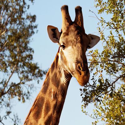 1/2 Sheet - Giraffe & Trees Birthday - D20918-2D Edible Cake/Cupcake Party Topper