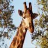 1/2 Sheet - Giraffe & Trees Birthday - D20918-2D Edible Cake/Cupcake Party Topper view 1