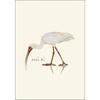 Earth Sky + Water - White Ibis Notecard Set - 8 Blank Cards with Envelopes view 2