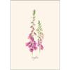 Earth Sky + Water - Foxgloves Boxed Notes view 2