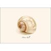 Earth Sky + Water - Moon Shell Notecard Set - 8 Blank Cards with Envelopes view 2